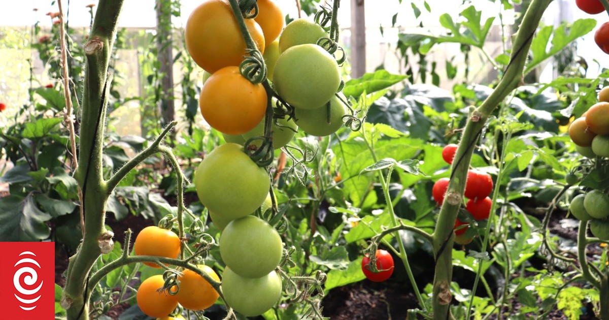 Organic gardener Kath Irvine: How to grow tomatoes - Vimarsana News