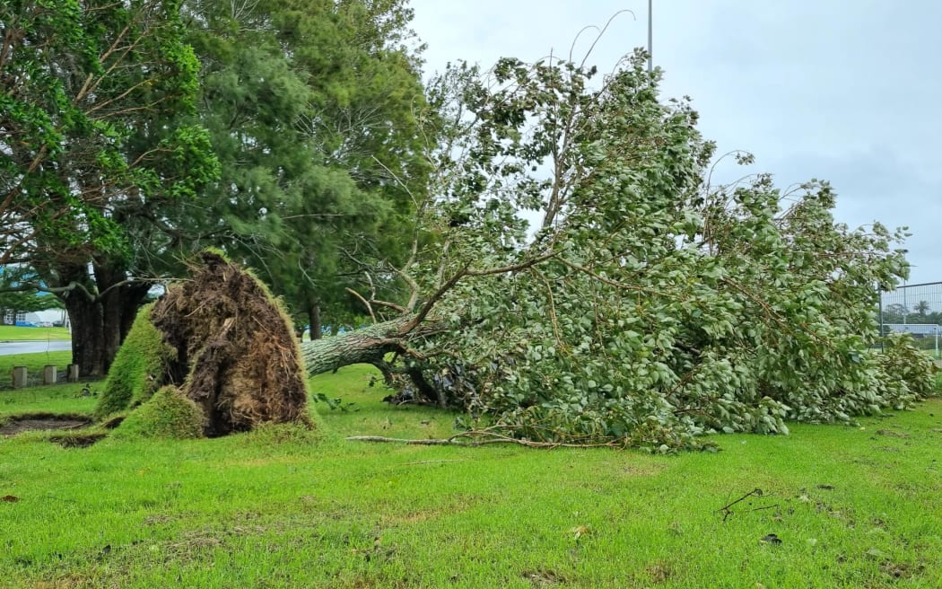 Is that big tree likely to fall down after the cyclone? Here's how to