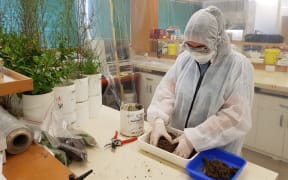 Environmental Science and Research scientists are testing pathogens on native plants to see if the have the same potential as manuka killing off E coli.