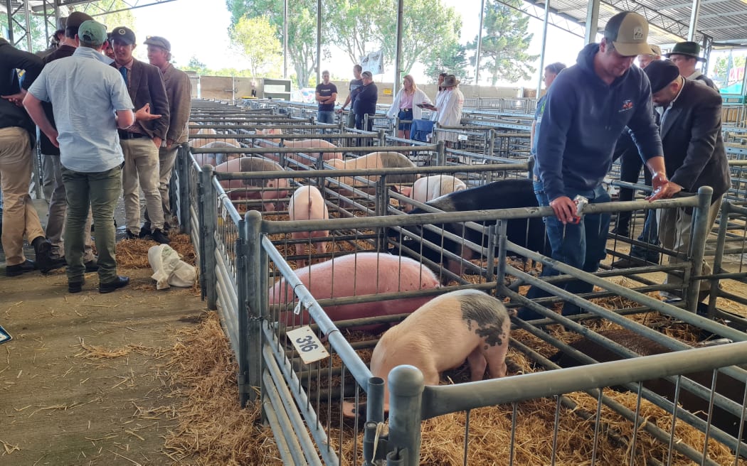 Canterbury A&P Pokaż życie wiejskie