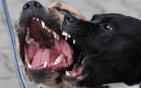 Two barking pitbulls.