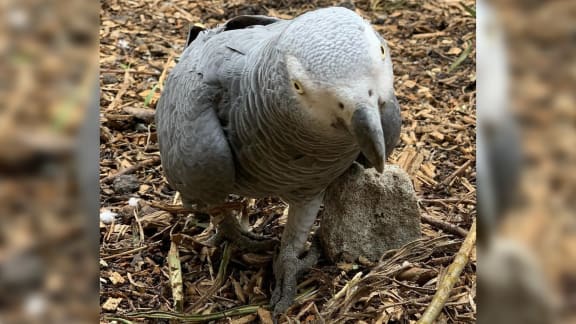 Cursing parrot cheap toy
