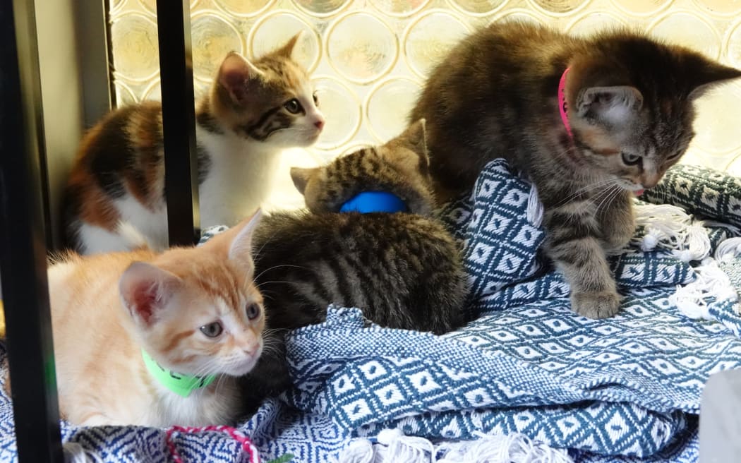 Kitten yoga at Yin Side Yoga in Paihia. Pitcured on 28 October 2023.