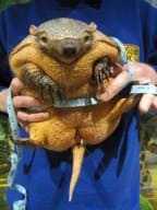 Gretel the (overweight) armadillo from Drusillas Park Zoo in Sussex, UK