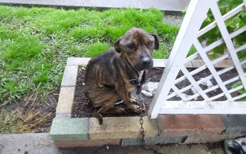 Dog named Tank rescued by SPCA in Tauranga