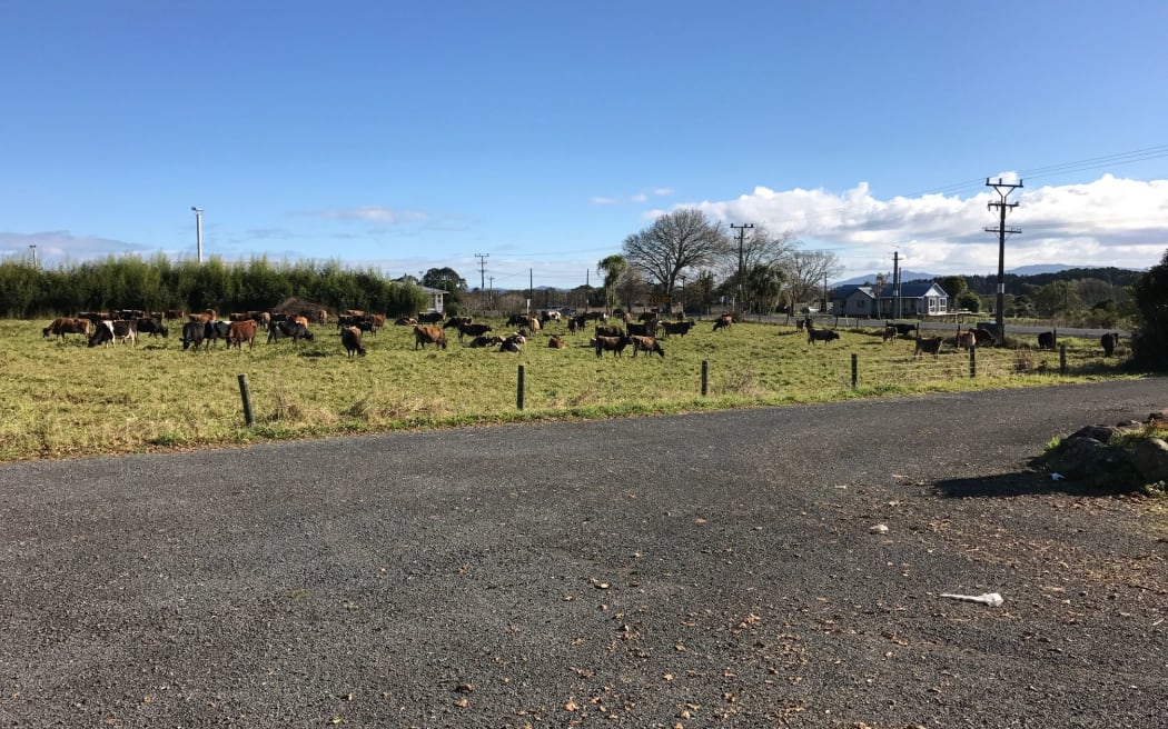 Poroti cattle graze opposite the springs. Zodiac says this shows that there are  sources of contamination closer to the springs than their factory will be, which have not harmed the water.
