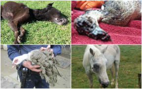 These abused animals were in the SPCA's list of shame.