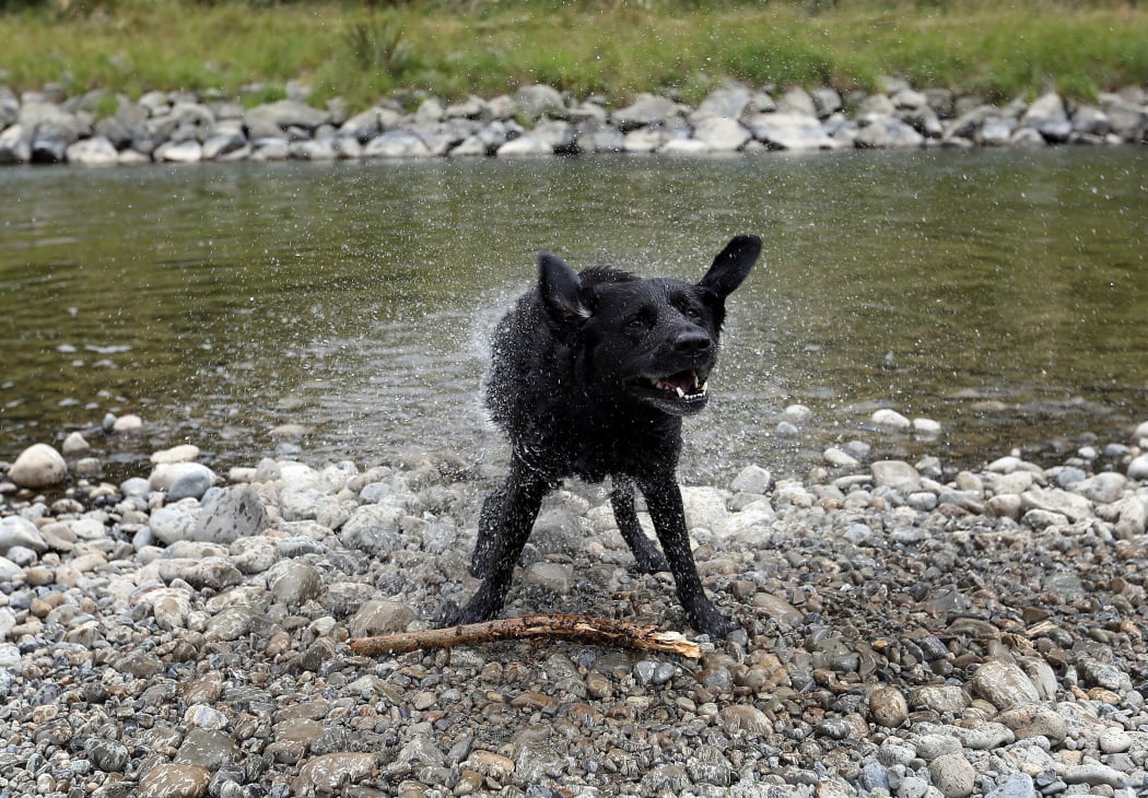 Dog owners have been advised against letting their pets into the Hutt River.