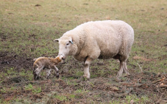 ewe and newborn lamb
