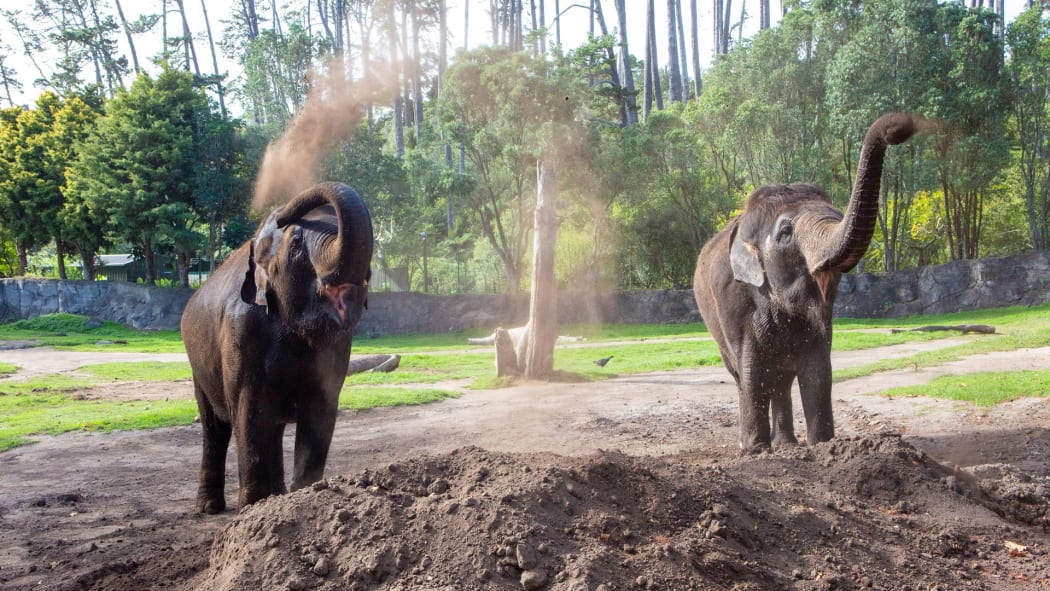 Asian elephants Burma and Anjalee will be moved from Auckland Zoo.