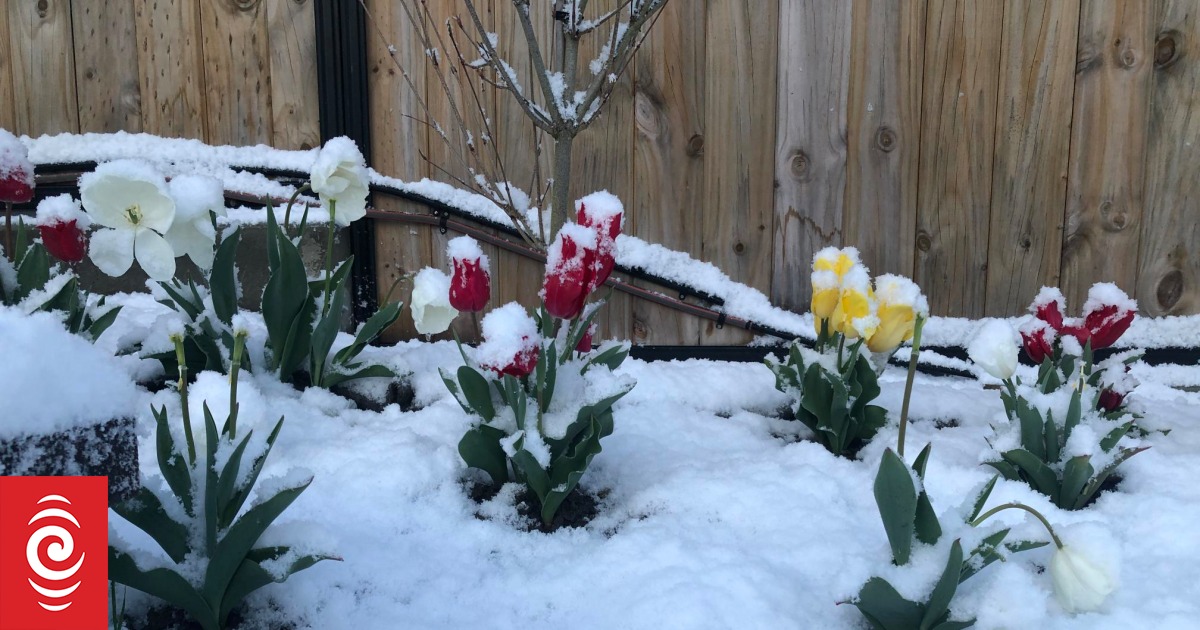 Snowy start for Dunedin RNZ