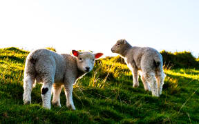 Lambs enjoying a burst of spring sunshine.