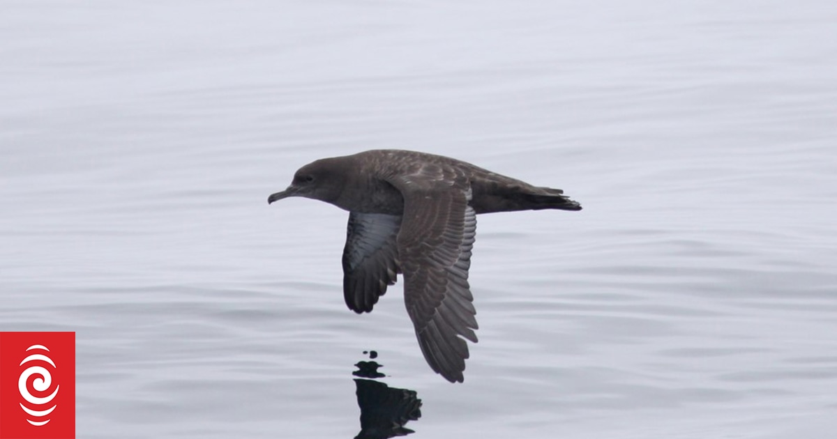 Drop in number of seabirds captured in deepwater fishery, according to industry group - Vimarsana News