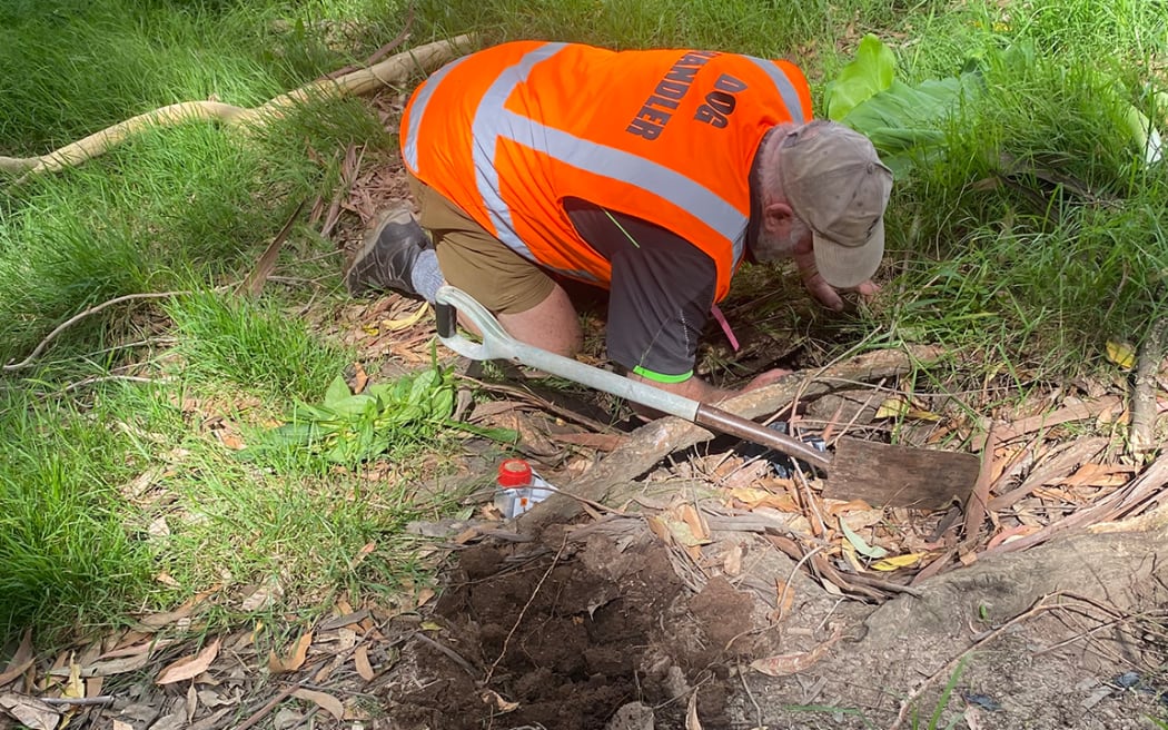 Gary Bowcock puts gas pellets down the rabbit hole and stuffs the entrance with green leaves to prevent them from digging their way out.