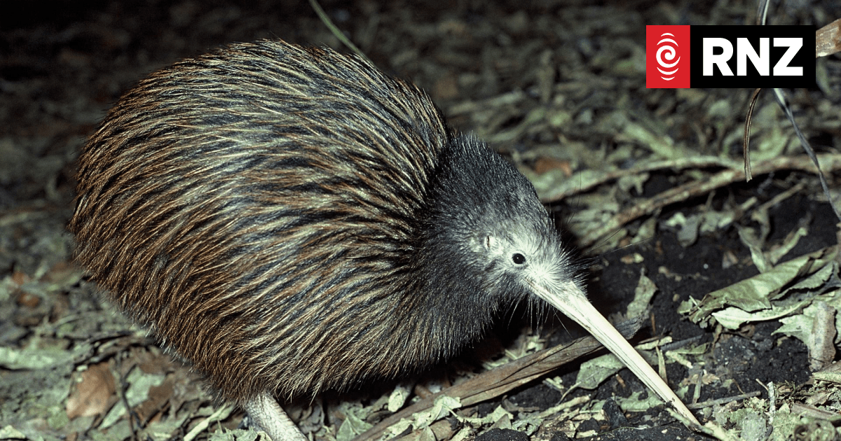 Work exclusion zone created to protect nesting kiwi at Taranaki bypass - Vimarsana News