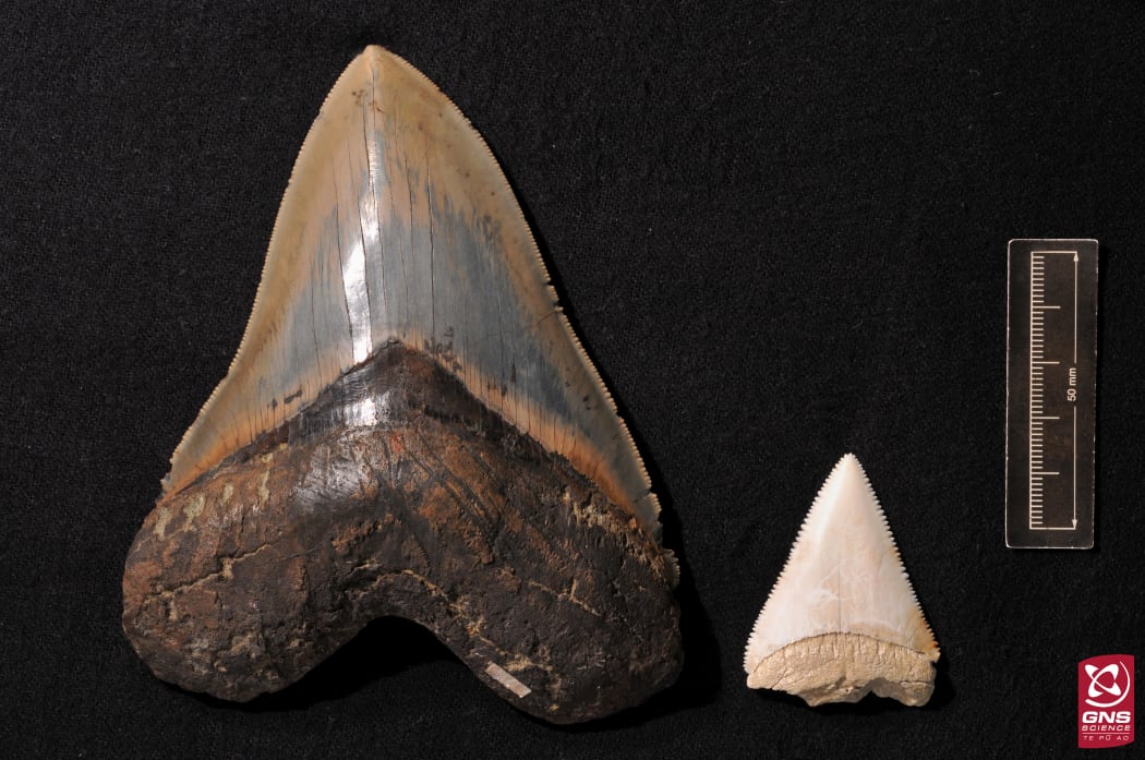 Fossil tooth of the extinct “megatooth shark”, Carcharodon megalodon (left) & a tooth from the living great white shark (right).