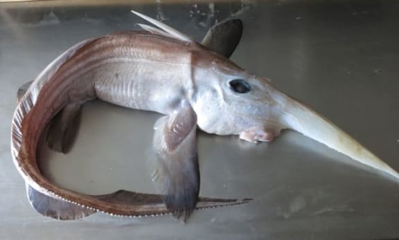 fish