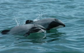 Hector’s dolphins.