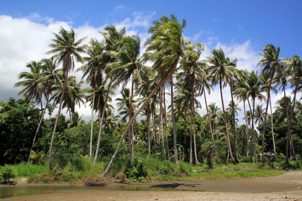 Coconuts on the seaside in Vanuatu.