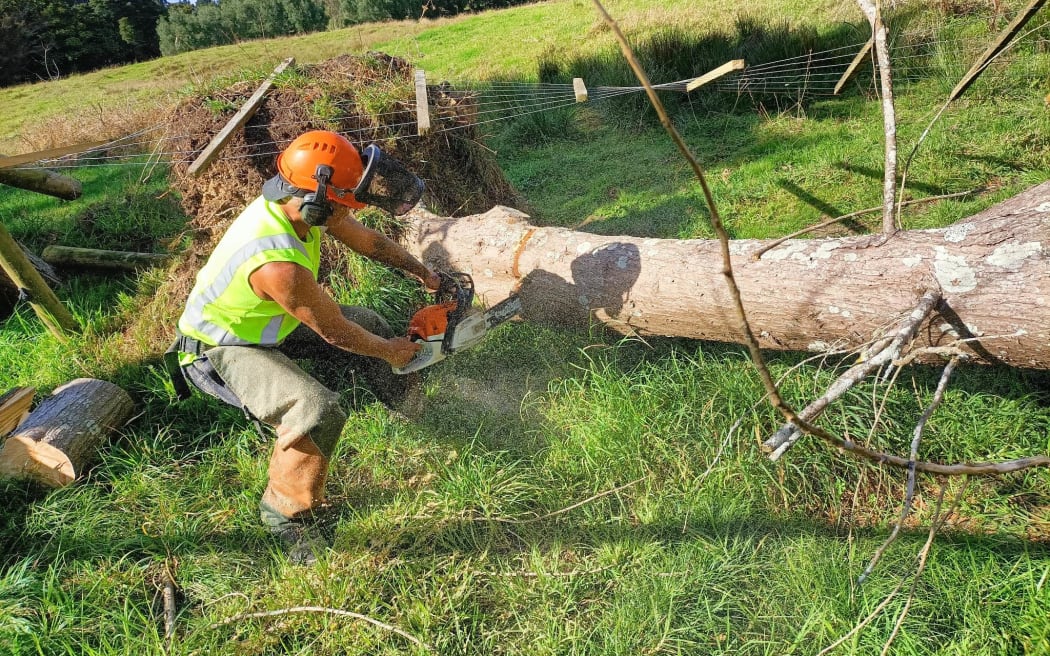 A Te Roroa kaimahi (worker) processes a fallen tree.