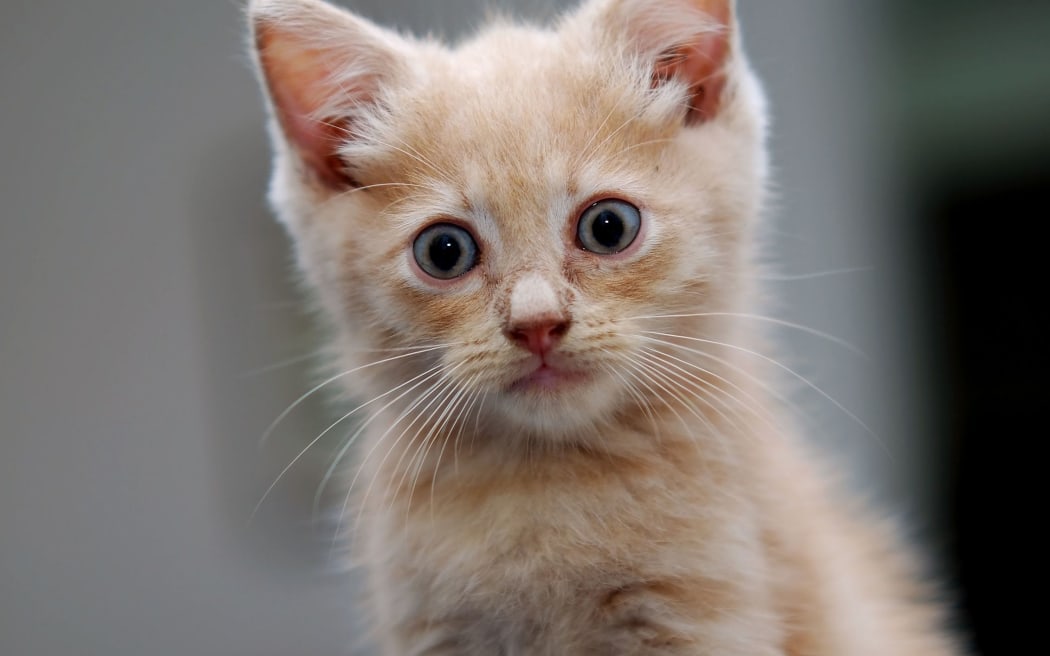 What #39 s a #39 dead cat bounce #39 ? RNZ News