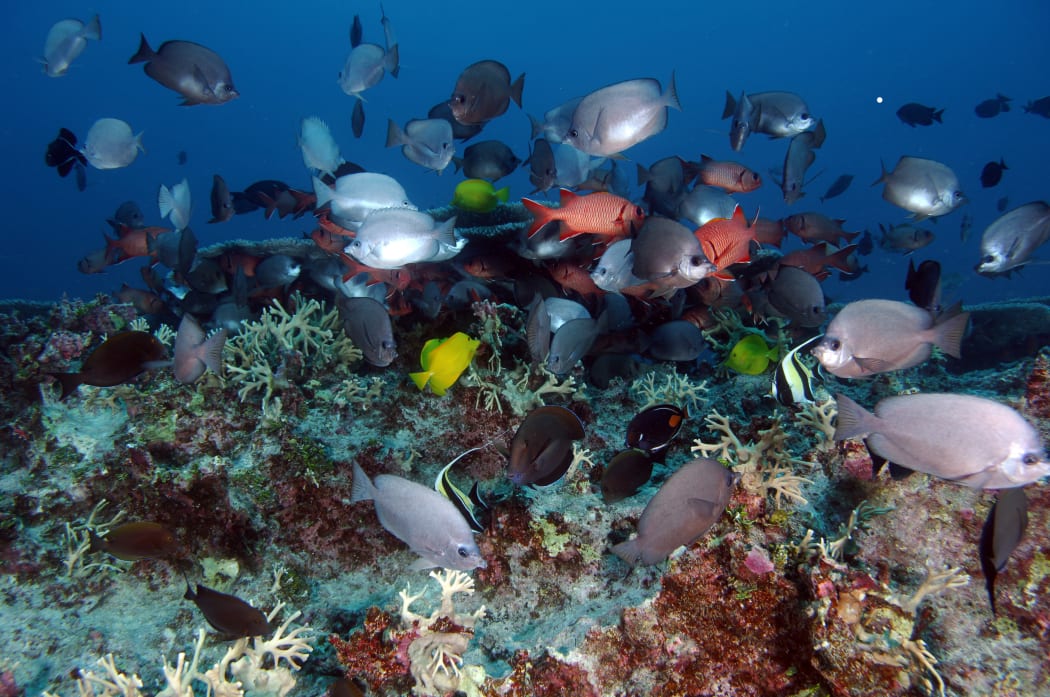 Teeming reef scape in Hawaii's  Papahānaumokuākea Marine National Monument.