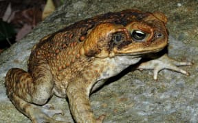 Cane Toad - Bufo Marinus