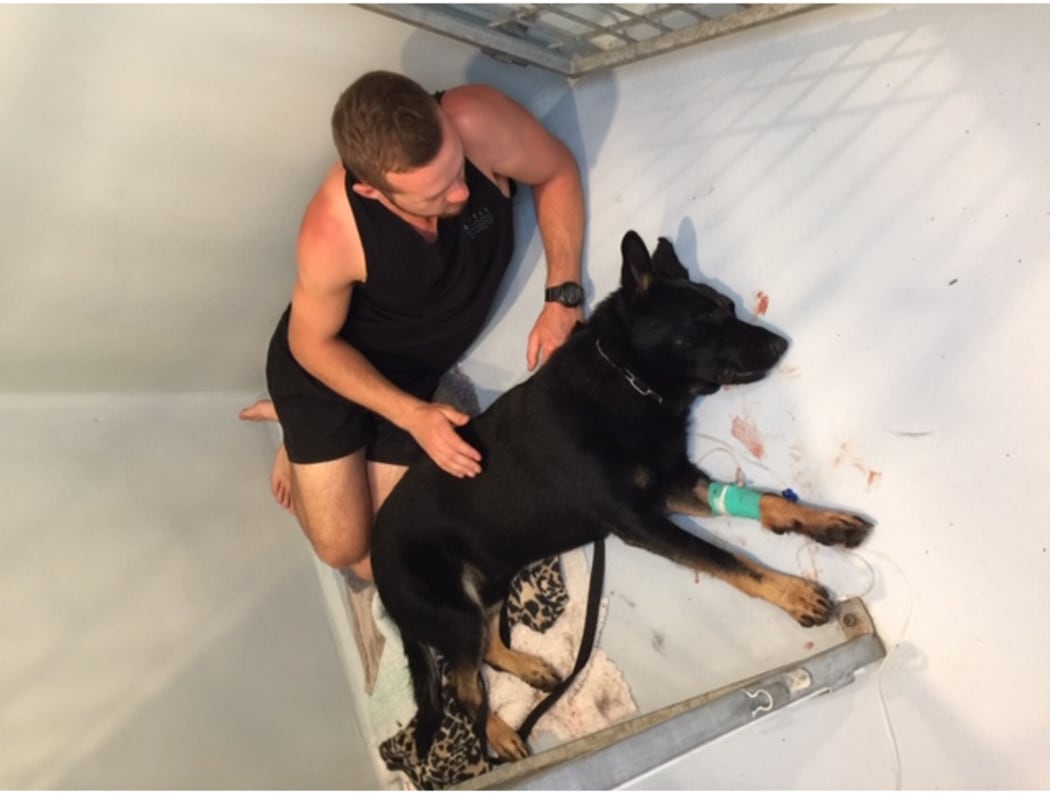Caesar the police dog was stabbed twice in the head in Whangarei by a man resisting arrest