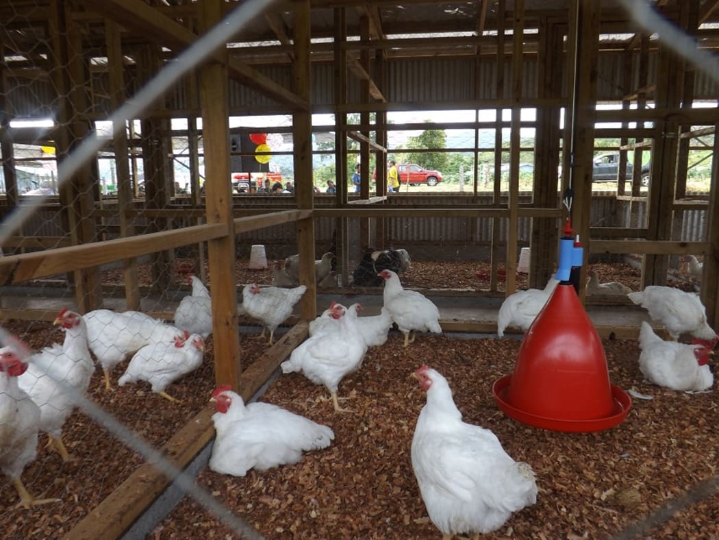 Samoa Chicken Breeding Farm