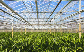 Greenhouse horticulture generic