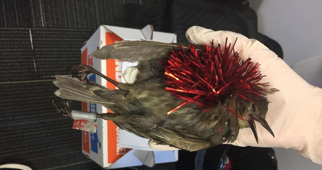 SPCA says birds are showing up in Wellington either distressed, or dead, after being decorated with tinsel, rings and other items.