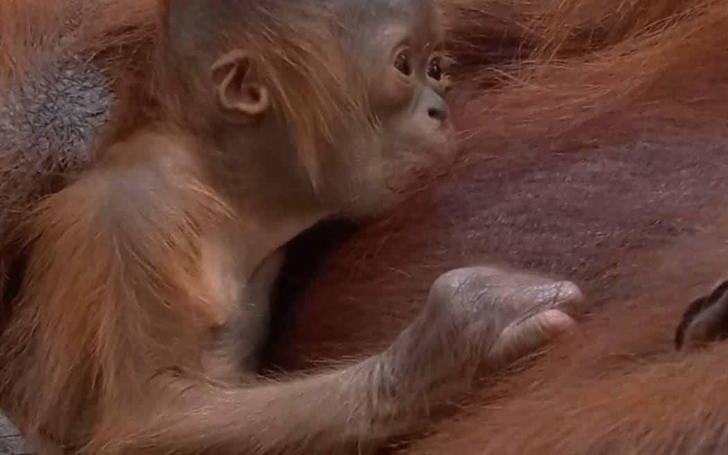 The new baby orangutan born at Auckland Zoo to mother Melur.