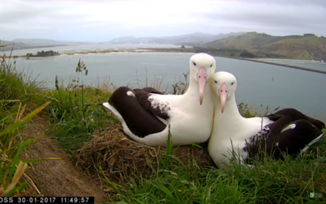 La colonia real de albatros de la península de Otago