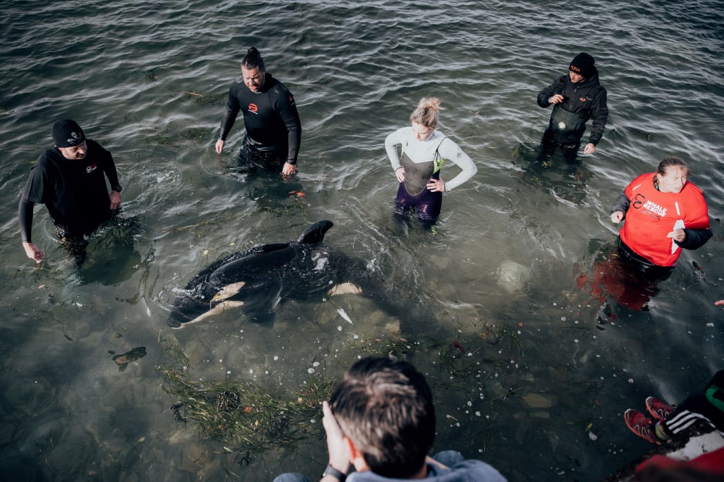 Rescuers and volunteers keep watch over a stranded baby orca at Plimmerton, Wellington.