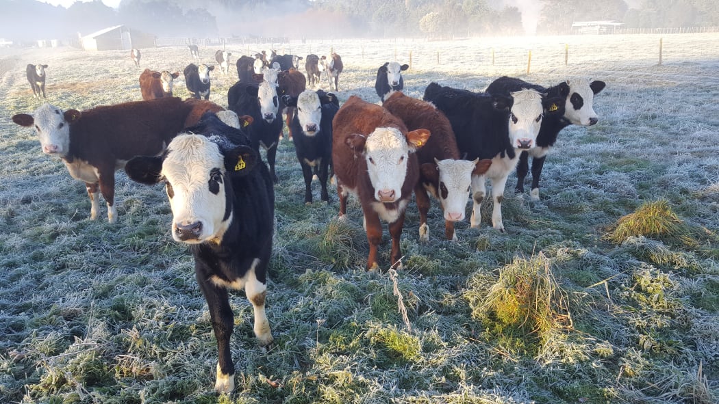RNZ reporter Carol Stiles sent in a picture of cows having a chilly start to the day in Taumarunui on 27 June, 2018.