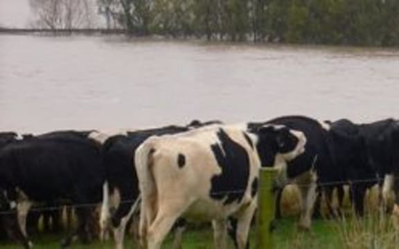 Cows in floodwaters south of Dunedin.