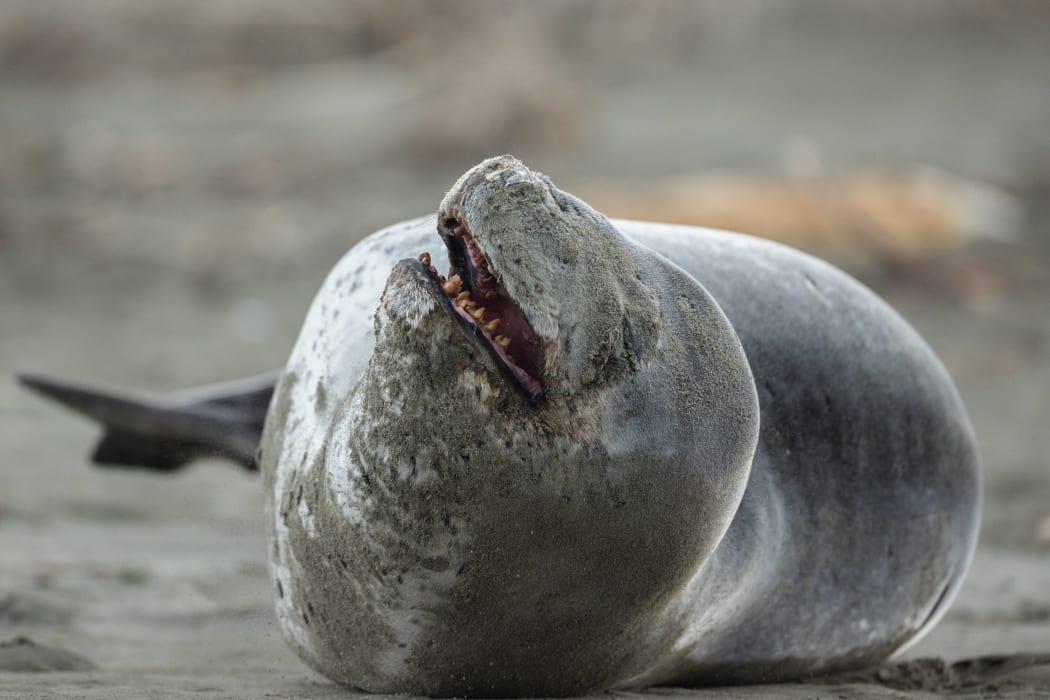 Rash of leopard seal sightings during lockdown RNZ News