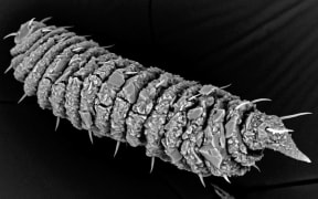 Spiky segmented worm - black and white scanning electron microscope image