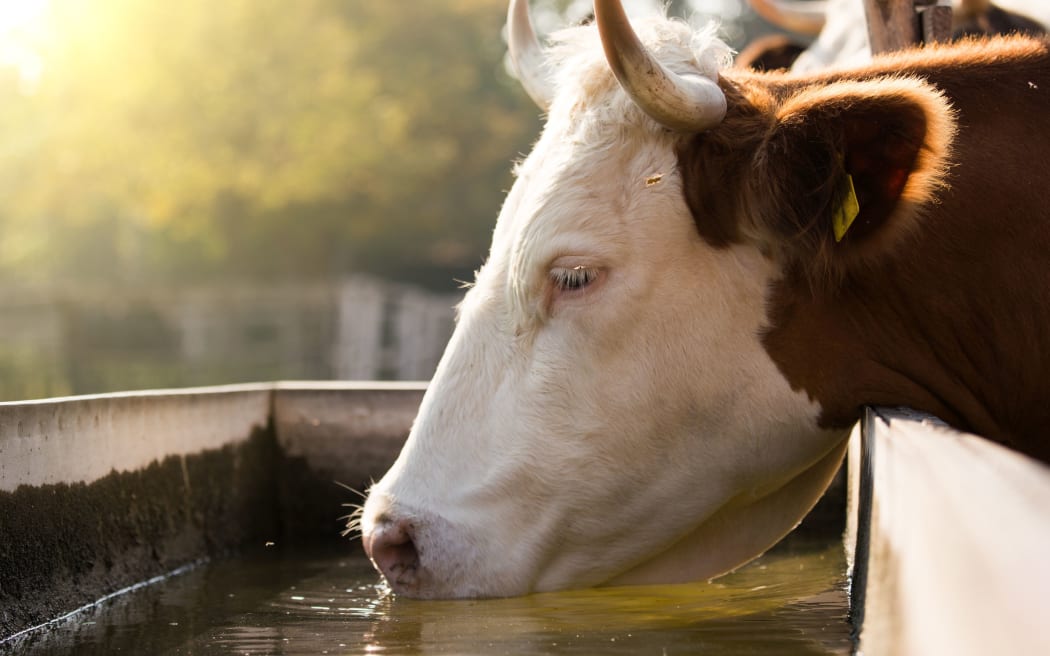 农场水库奶牛饮用水的特写