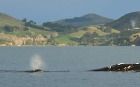 A southern right whale calf spouts while following its mother in Otago Harbour on Saturday.