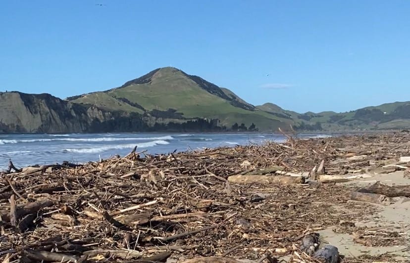 Forest owners to fund cleanup of debris, logs at Tolaga Bay RNZ News