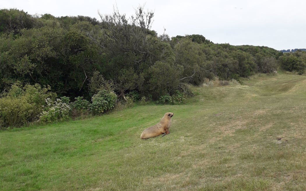 Hiriwa the sea lion on the fairway at Chisholm Links golf course.